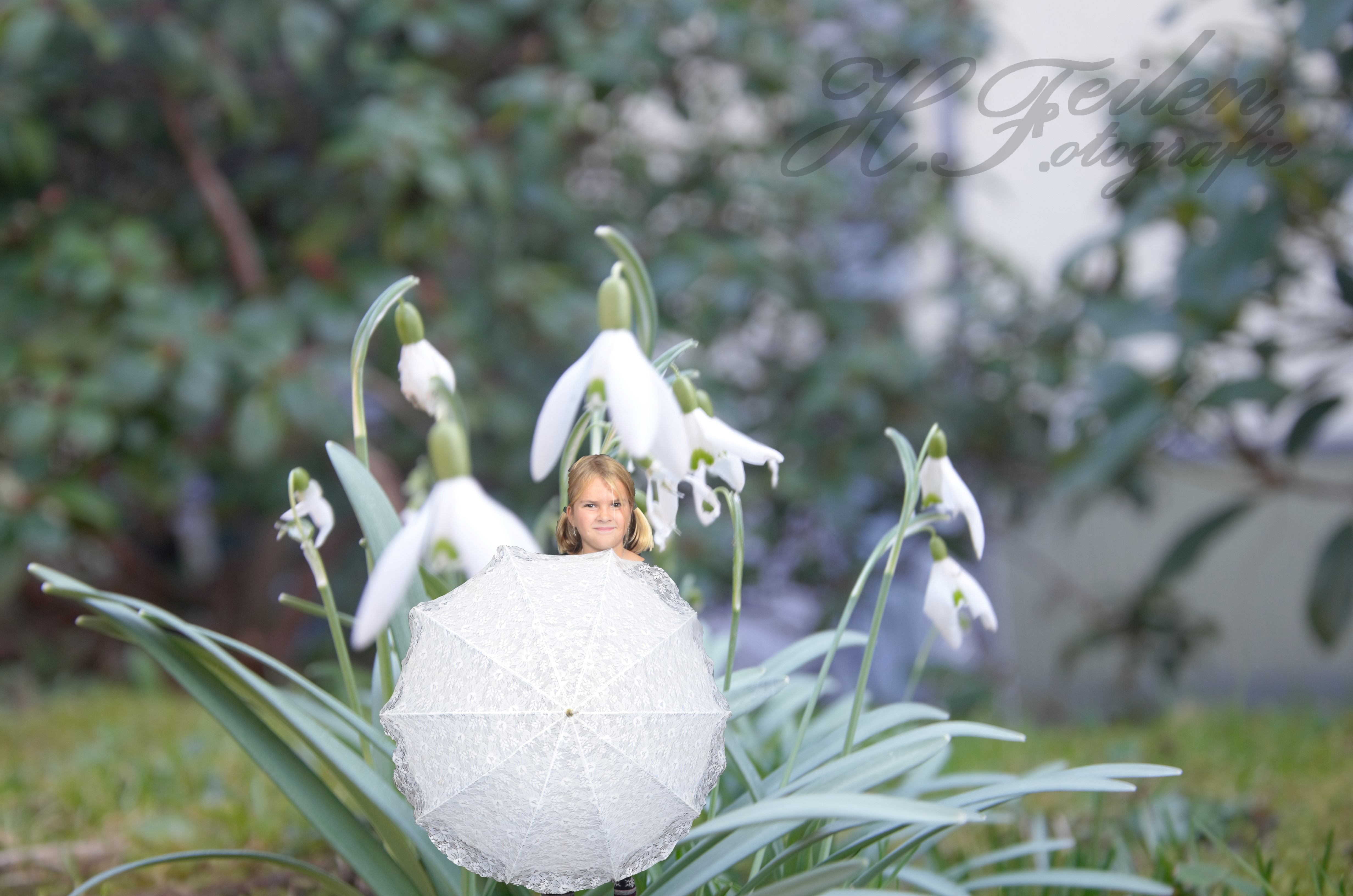 Schneeglöckchen die ersten  Frühlingsboten